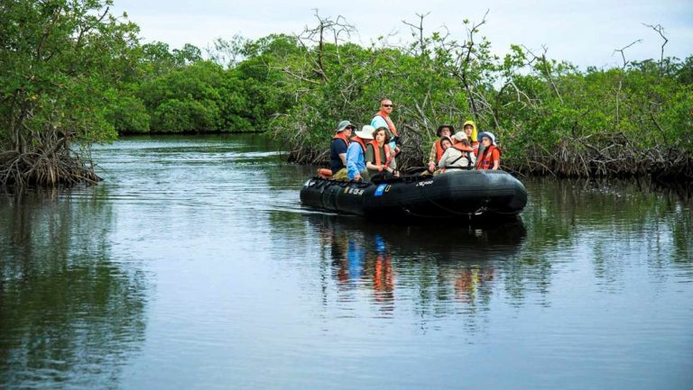 Zodiac of travelers slowly motors through a mangrove during a Belize to Tikal: Reefs, Rivers & Ruins of The Maya World cruise.