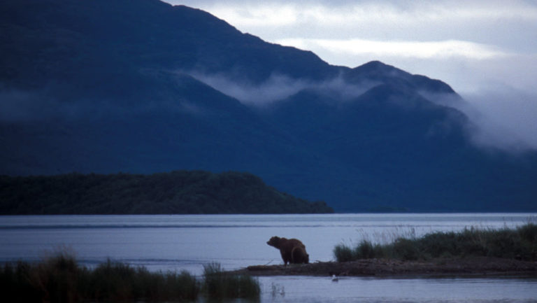 One bear along the river's edge during the evening with low misty clouds on the katmai peninsula in alaska
