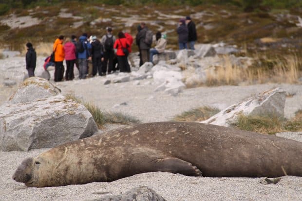 Group of travelers in Patagonia on a hike with a large elephant seal sleeping on a sandy beach.