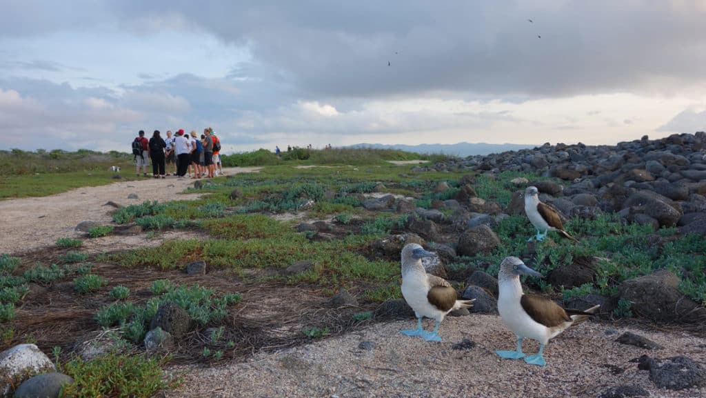 Two Galapagos blue footed booby birds on nest with travelers walking on path nearby
