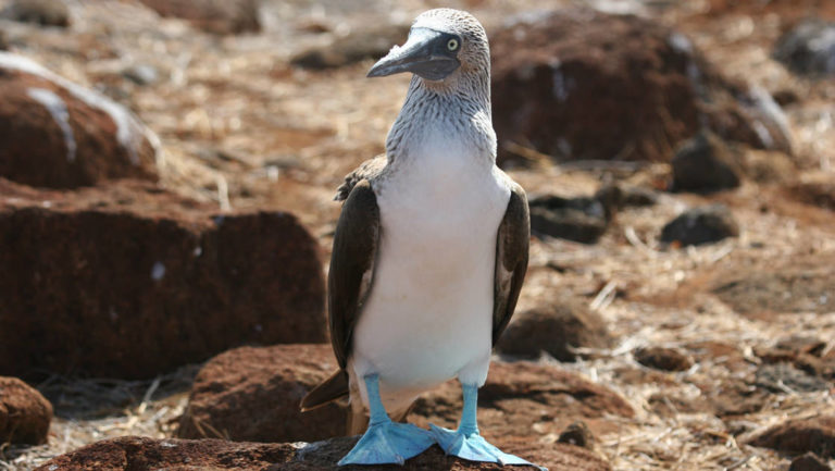 Blue footed booby bird up close on Galapagos island