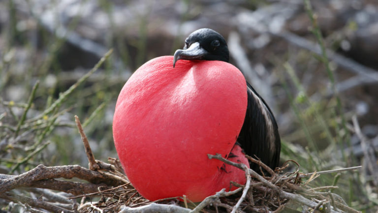 Galapagos frigate bird with red pouch extended in mating display