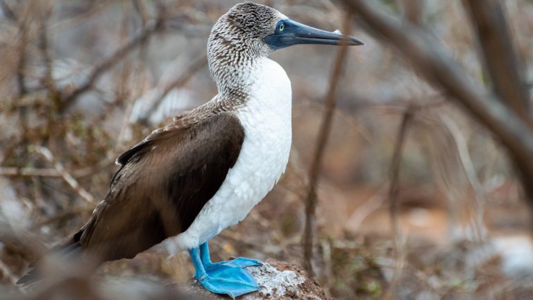 Blue-footed boobie bird with white chest & brown feathers stands in a woody zone seen during a Horizon Galapagos cruise.