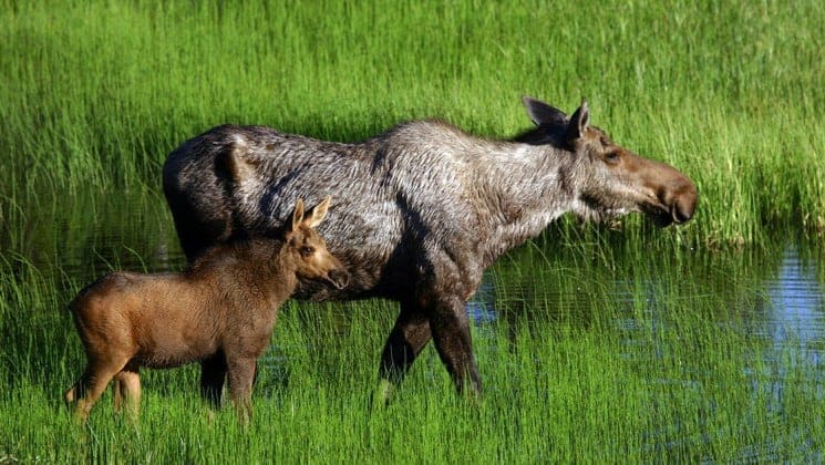 moose and cub on camp denali adventure in alaska