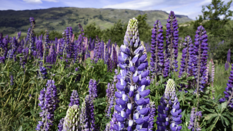 Field of purple lupin wildflowers in Patagonia