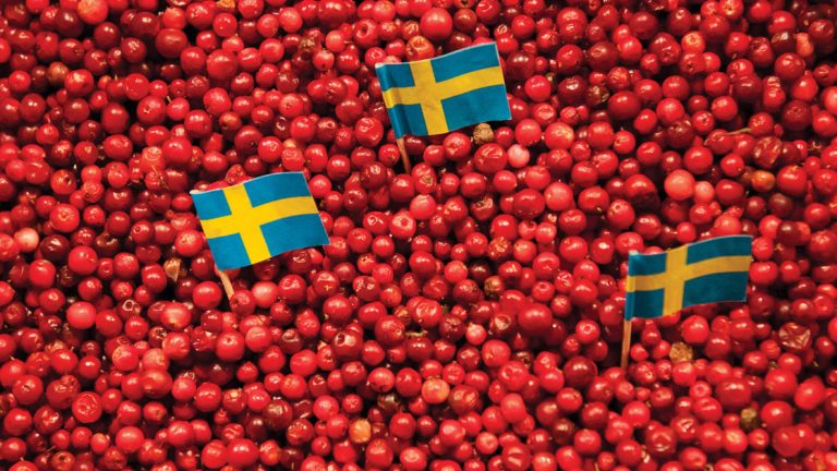 Three miniature flags with a horizontal yellow cross representing Oland, Sweden lay on a bed of bright red lingonberries