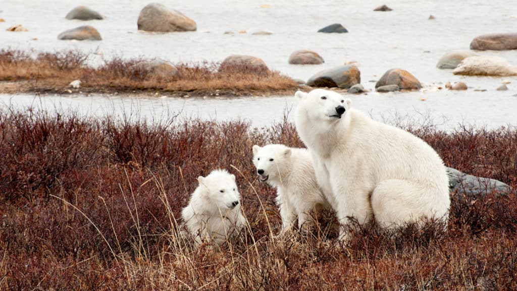 Mama polar bear and cubs in red grass alongside the water.