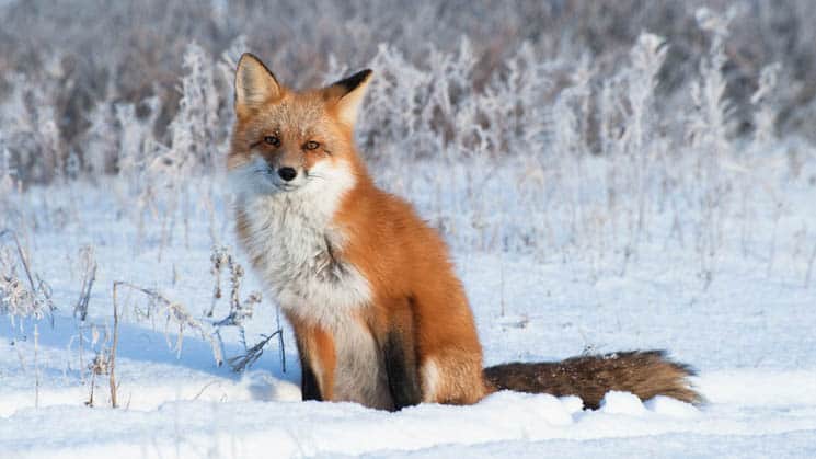 A red arctic fox siting on the snow looking at the camera.