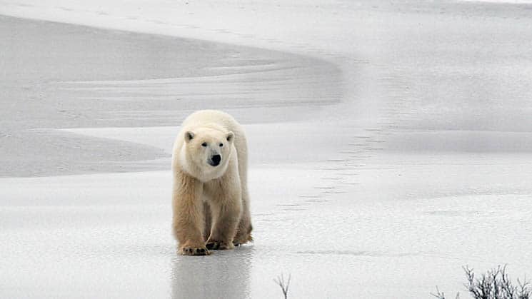 A lone polar bear walking across the ice towards the camera.