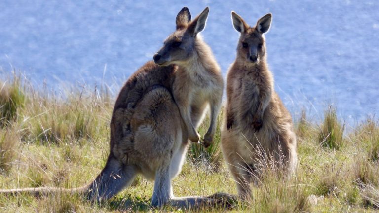 Two large kangaroo standing in the grassy field with the ocean in the distance on Maria Island off the coast of Tasmania.