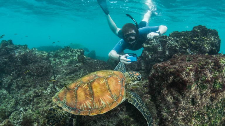 A sea turtle seen here with a snorkeler capturing an unforgetable moment in the Galapagos islands on the Coral I & Coral II