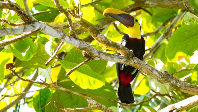 Toucan with black, red & yellow feathers sits on a slim tree branch with bright green, sunlit leaves behind, seen in Costa Rica.