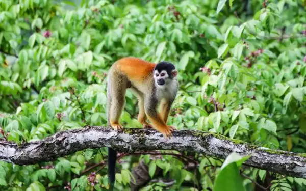 A reddish monkey with black and white face walking along a log in Costa Rica.