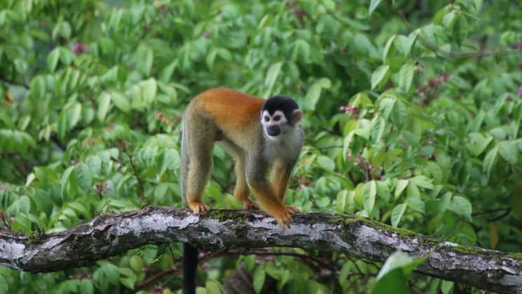 small monkey on tree on costa rica coast to coast trip