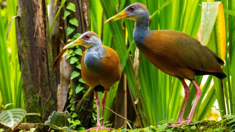 Exotic birds with long red legs, caramel-colored bodies & light blue necks & heads stand on the forest floor in Costa Rica.