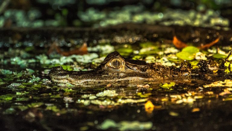 A small caiman pokes his head up through the surface of the water with water plants while on Delfin I Amazon River Cruise in Peru