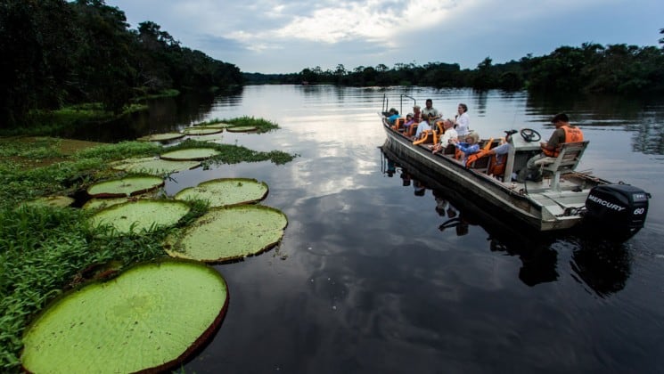 travelers in a skiff cruise down the amazon river with large green lily pads on the side of them and cloudy skies above