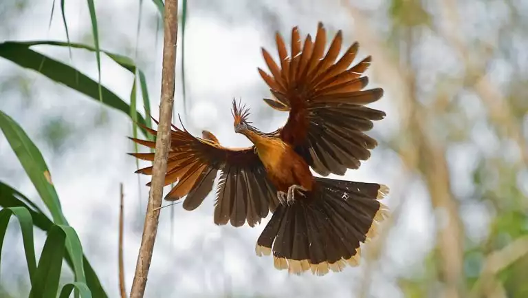 Hoatzin bord with dark & tan feathers flies between tree branches during the Delfin III Amazon River Cruise.