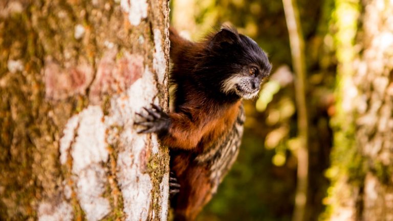 Dark & tan monkey grips a tree trunk on a sunny day, seen during the Delfin III Amazon River Cruise in Peru.