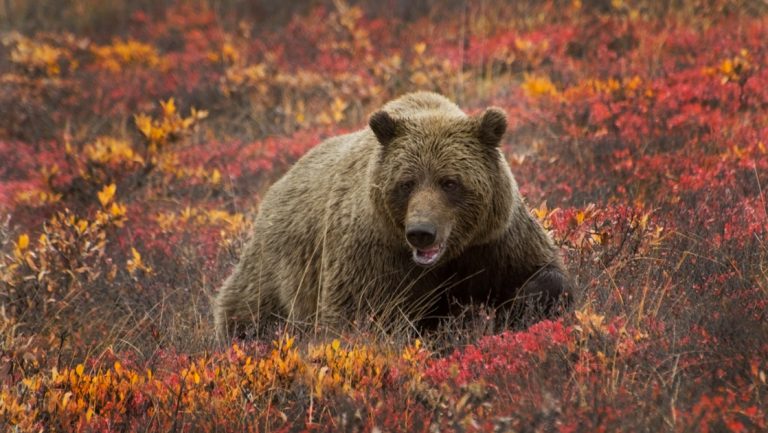 Large brown grizzly bear sow forages in the colorful autumn tundra, seen on a Denali backcountry tour.