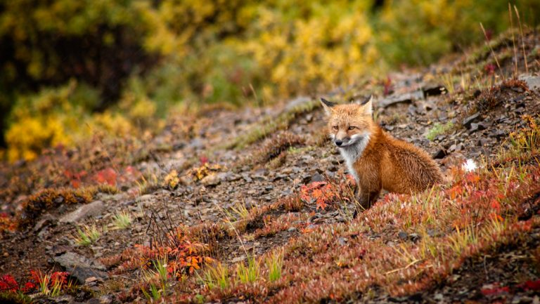 Small red fox with white chest sits in red, gold, brown & green tundra, seen on a Denali backcountry tour.