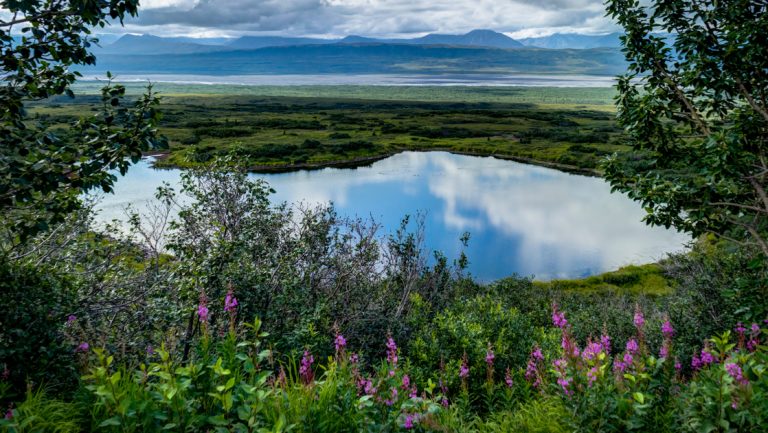 Small pond with reflection of cloudy sky surrounded by bright green grass & purple wildflowers, seen on a Denali backcountry tour.