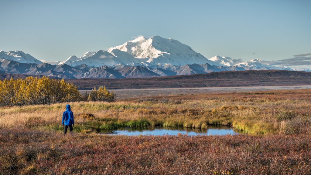 Denali backcountry tour guest in blue jacket stands beside pond in autumnal tundra with snow-covered peaks beyond on a clear day.