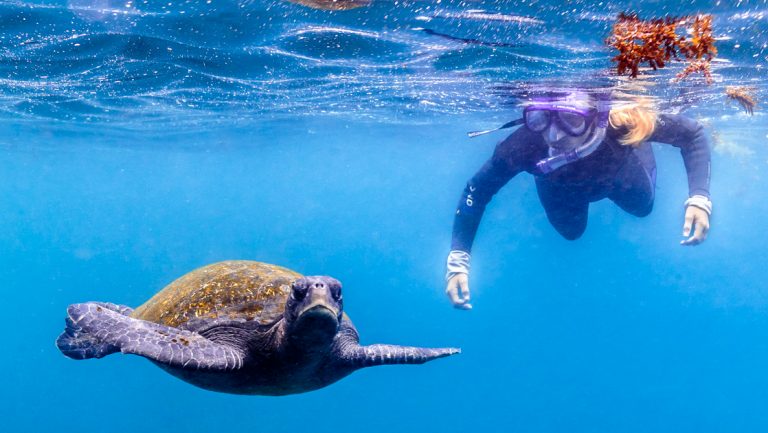 Snorkeler on an Evolution Galapagos cruise swims along the water's surface beside a sea turtle in calm, clear conditions.