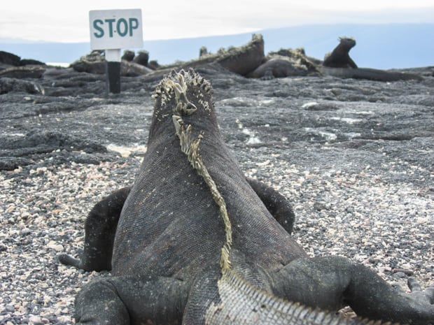 on an islands in the Galapagos A black marine iguana is looking at a sign that says stop