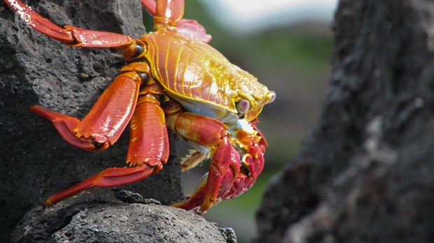 An up close shot of a red and orange Sally Lightfoot crab