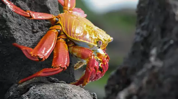 An up close shot of a red and orange Sally Lightfoot crab