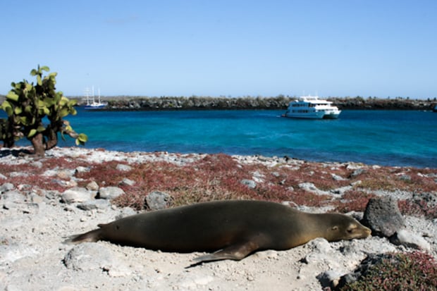 A lounging sea lion on the beach with a Galapagos small ship in the background