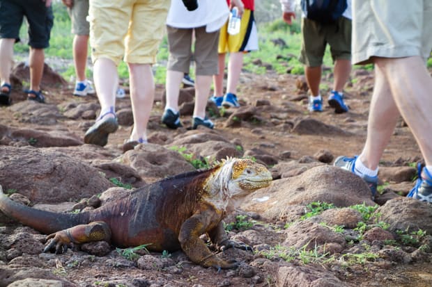 A red, brown and white Galapagos iguana laying right next to people walking on a trail