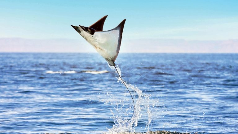 In Baja, a mobula ray with white underside and gray top side leaps from the blue water surface into the air as if flying.