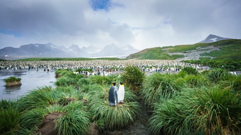 2 tall king penguins sit together atop a tussock of bright green grass near calm water on a cloudy day in Antarctica.
