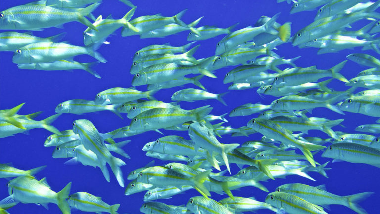school of white and yellow fish with deep blue water behind them on the French Polynesia beyond the postcard small ship cruise