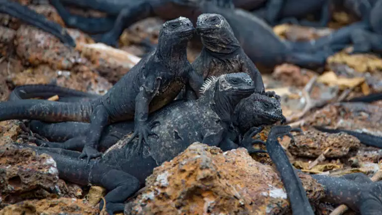 A group of marine iguanas huddle in the rocks at the Galapagos Islands