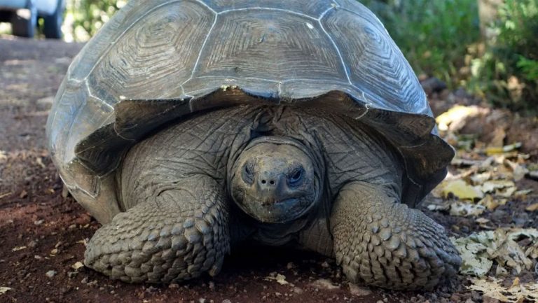 Galapagos giant tortoise with dull gray & brown colors sits on side of road during a Galapagos Safari land tour.