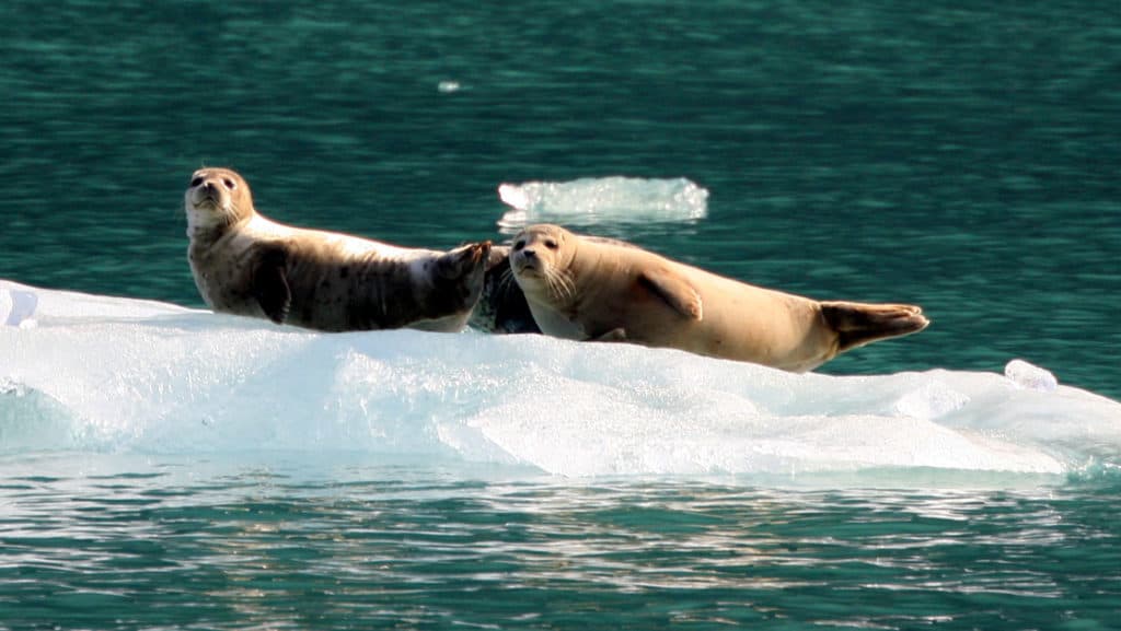 three seals laying on top of a floating iceberg in the green glacial waters of alaska