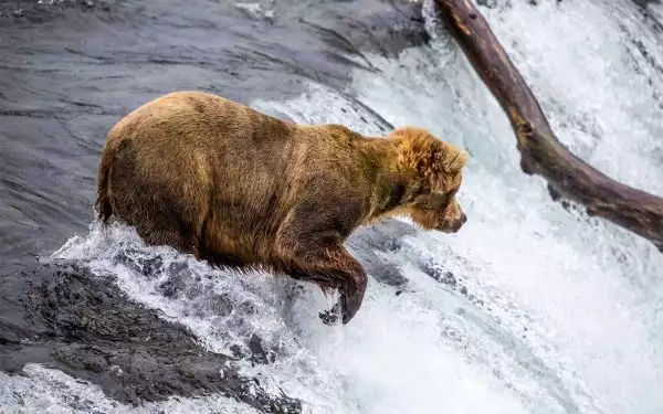 A grizzly bear intently fishing on the Brooks River over a little waterfall in Alaska.