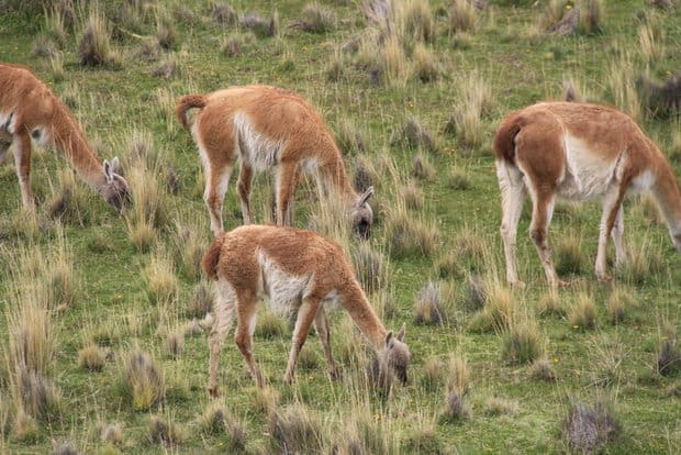 Group of llamas grazing the grasslands.