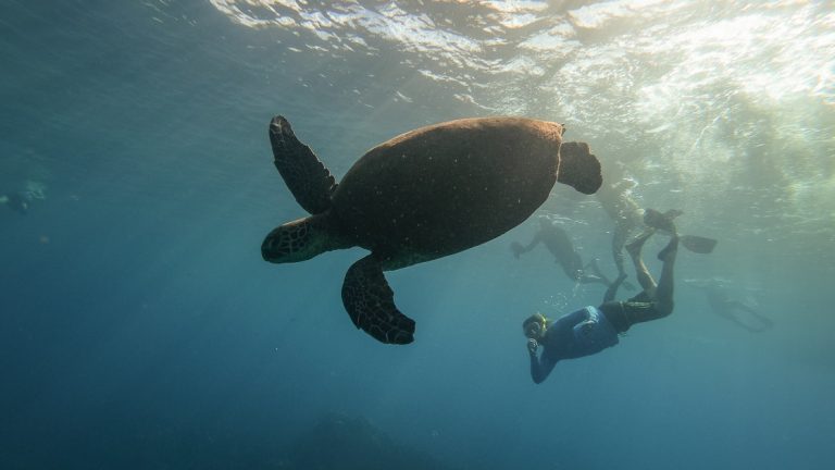 An underwater photo of a male snorkeler diving down with fins swimming near a sea turtle during a Hawaiian seascapes cruise.