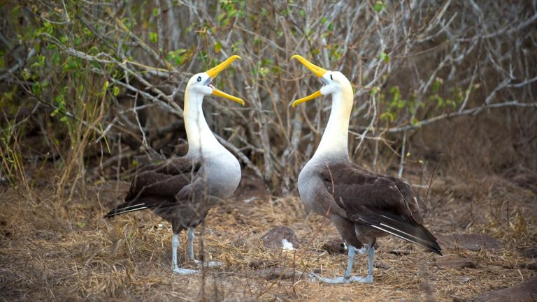 Two albatrosses, with long bright yellow beaks, performing their mating ritual on Espanola island in the Galapagos.
