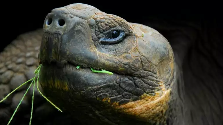 Close up of Galapagos tortoise eating foliage.