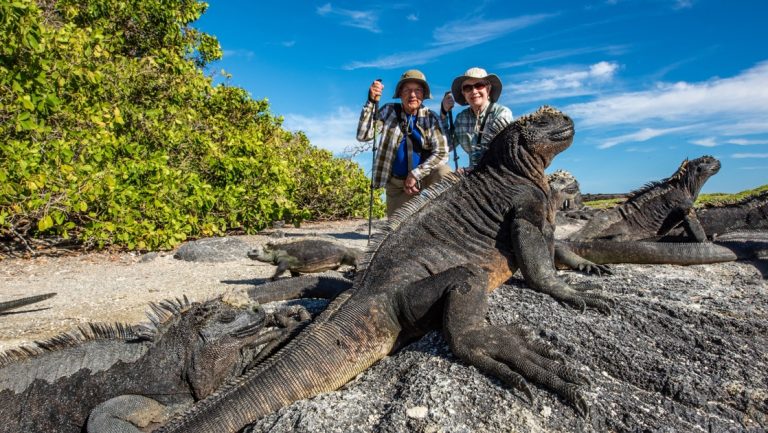 A Galapagos shore excursion aboard Isabela II ship, two travelers pose behind a group of grey and black marine iguanas.