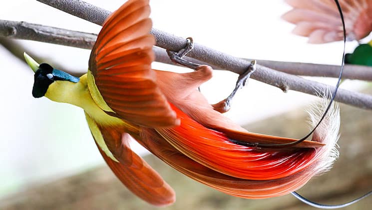 gorgeous red and yellow sulawesi bird of paradise clings upside down to a branch in indonesia