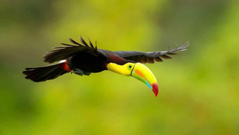 Keel-billed toucan with dark wings & bright yellow face & beak that ends in a bright red tip flies on a Belize to Tikal cruise.