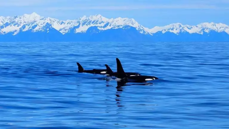 A pod of orca swims through clear blue water with snowcapped peaks in the distance on the Kenai Fjords Backcountry Explorer trip.
