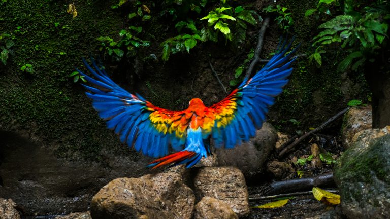 A beautiful macaw spreads it's wings as it lands on rocks is something you could see on the Ecuador Amazon Adventure with La Salva
