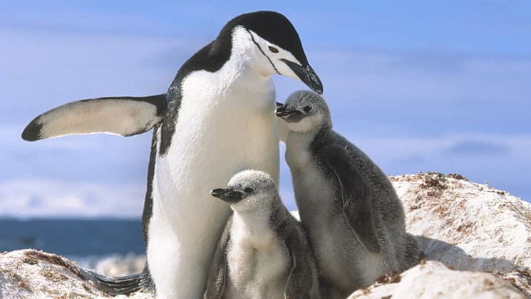 adult chinstrap penguin with two young chicks stands with its wings out on a sunny day in antarctica